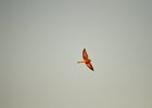 Torenvalk (Common Kestrel) (Falco tinnunculus) - Ongiin Khiid 18-08-2016 (7)